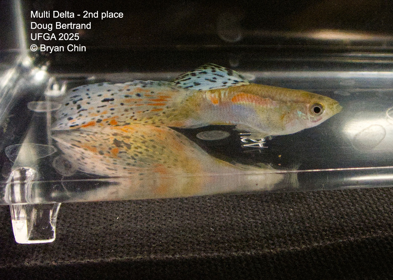 Guppy Muliti color